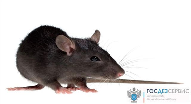 Уничтожение крыс в Солнечногорске