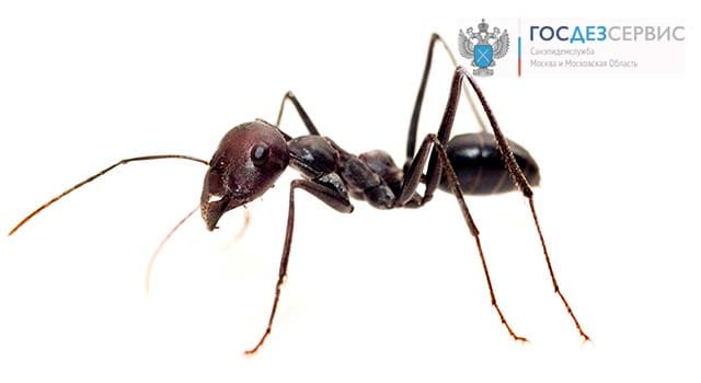 Уничтожение муравьев в Солнечногорске